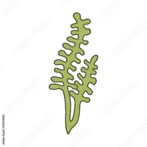 Seaweed vector illustration
