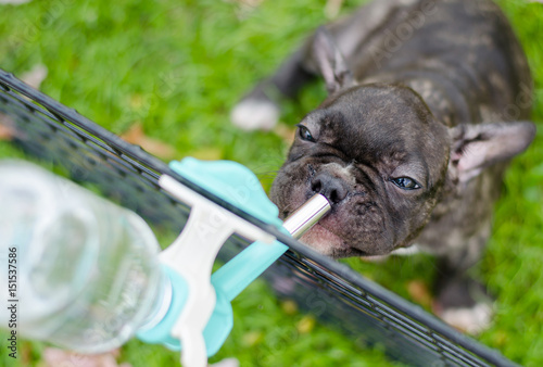 Playing with french bulldog drinking water in cage on the grass field