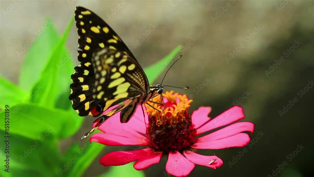 Butterflies in the garden. Butterflies in the garden.