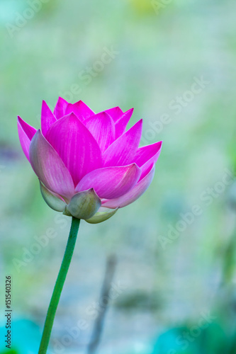 Pink sacred lotus with blurred background