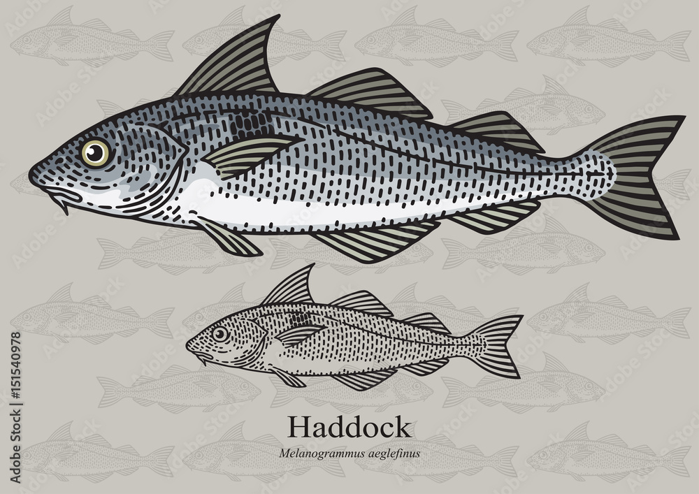 Haddock, Offshore Hake. Vector illustration for artwork in small sizes. Suitable for graphic and