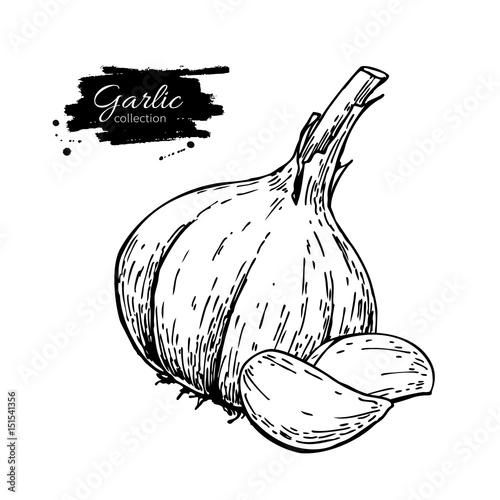 Garlic hand drawn vector illustration. Isolated Vegetable with c