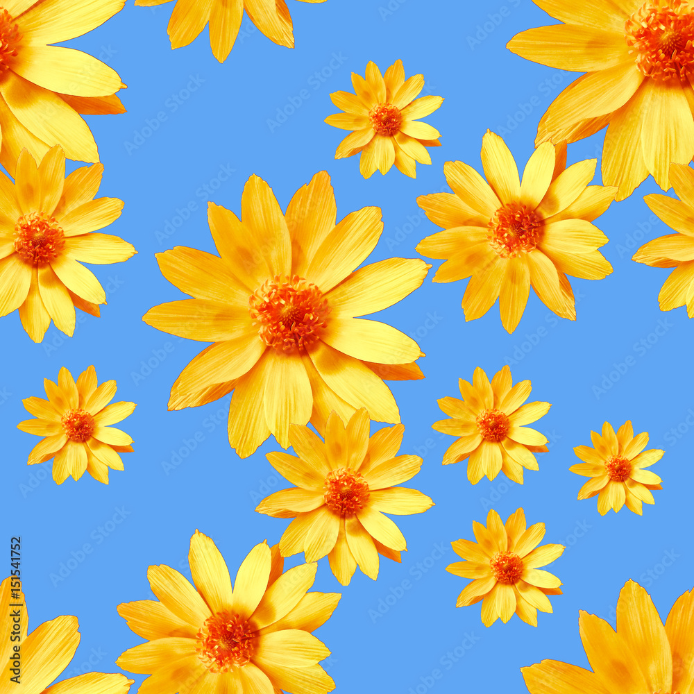 Adonis  Seamless pattern texture of flowers. Floral background, photo collage