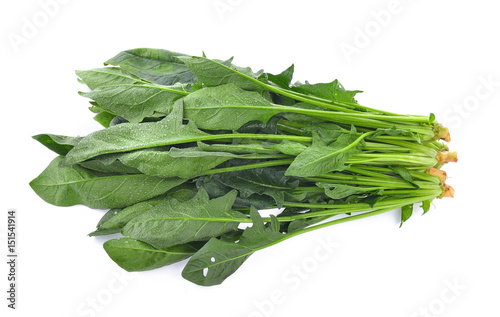 Spinach leaves isolated on white background