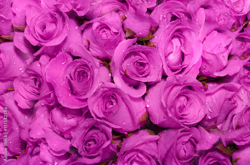 Beautiful rose background with water drops on petals.