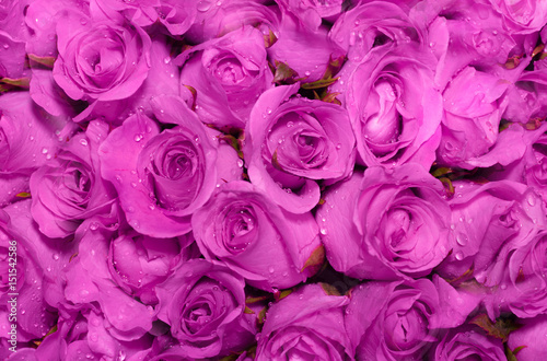 Beautiful rose background with water drops on petals.