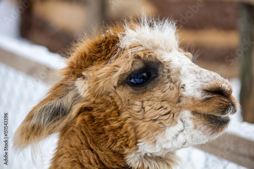 Cute fluffy llama closeup looking aside with snowflakes on face photo