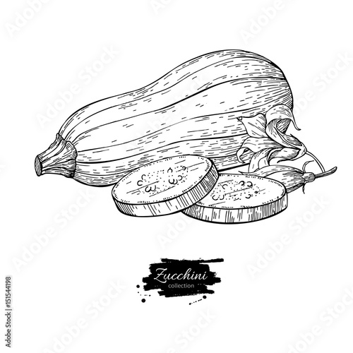 Zucchini hand drawn vector illustration. Isolated Vegetable engr