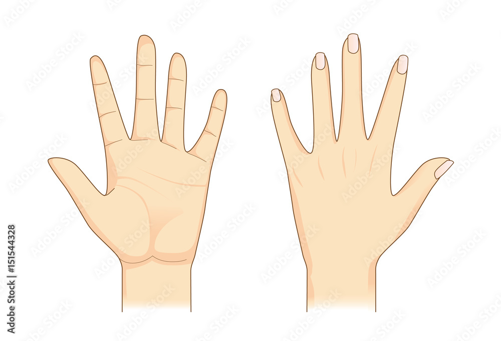 Hand in front and back side on isolated. Illustration about Human body part. Hand in front and back side on isolated. Illustration about Human body part.