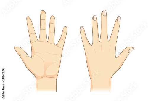 Hand in front and back side on isolated. Illustration about Human body part.