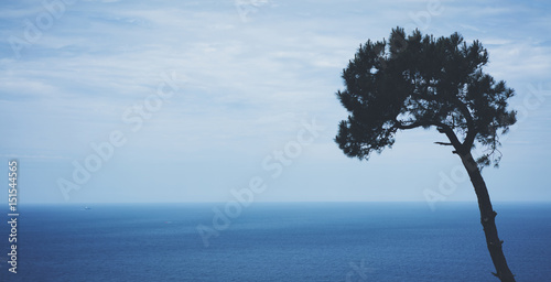 Lonely pine tree on background sea scape  waves of blue quiet ocean coast landscape. Panorama horizon perspective view nature hiliday. Travel summer mockup concept  backdrop water seascape  mock up