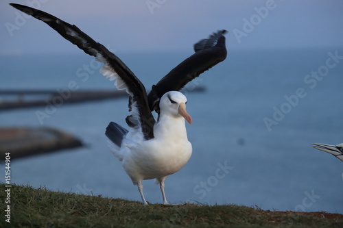 Black-browed Albatros ( Thalassarche melanophris ) or Mollymawk Helgoland Island Germany photo