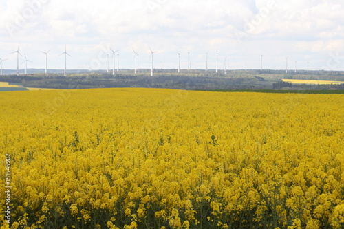 Rapsfeld imm Frühling