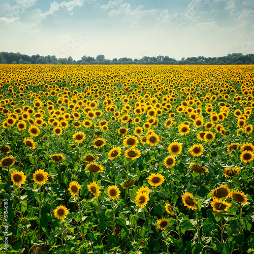 beautiful field of sunflowers in summer