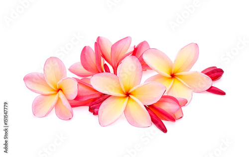 frangipani  plumeria  isolated on white background