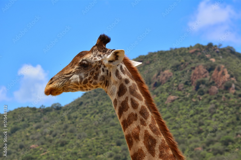 Obraz premium Kenia Safari
