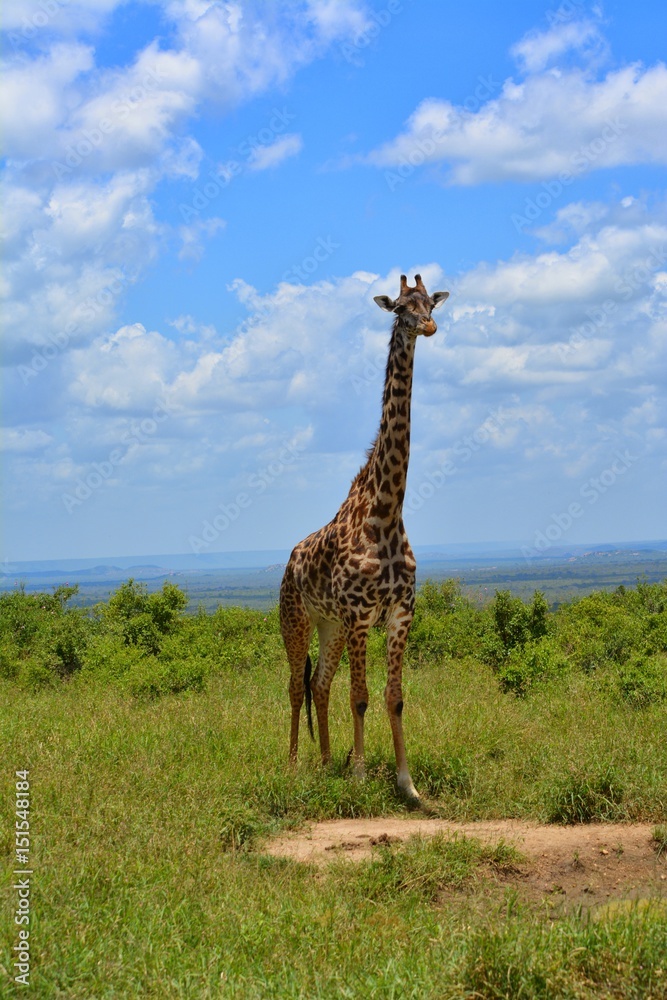 Obraz premium Kenia Safari