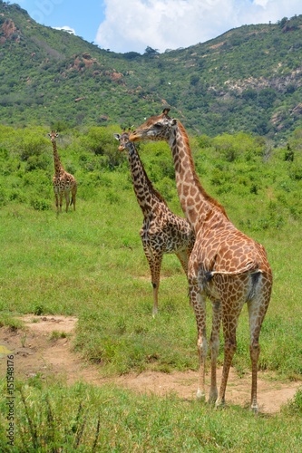 Kenia Safari