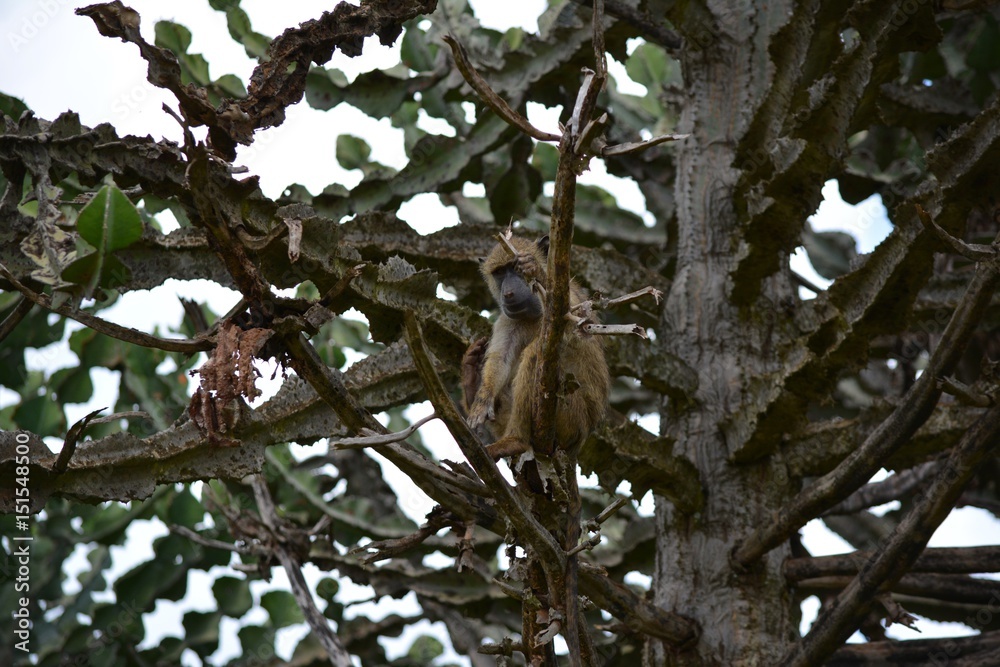 Obraz premium Kenia Safari