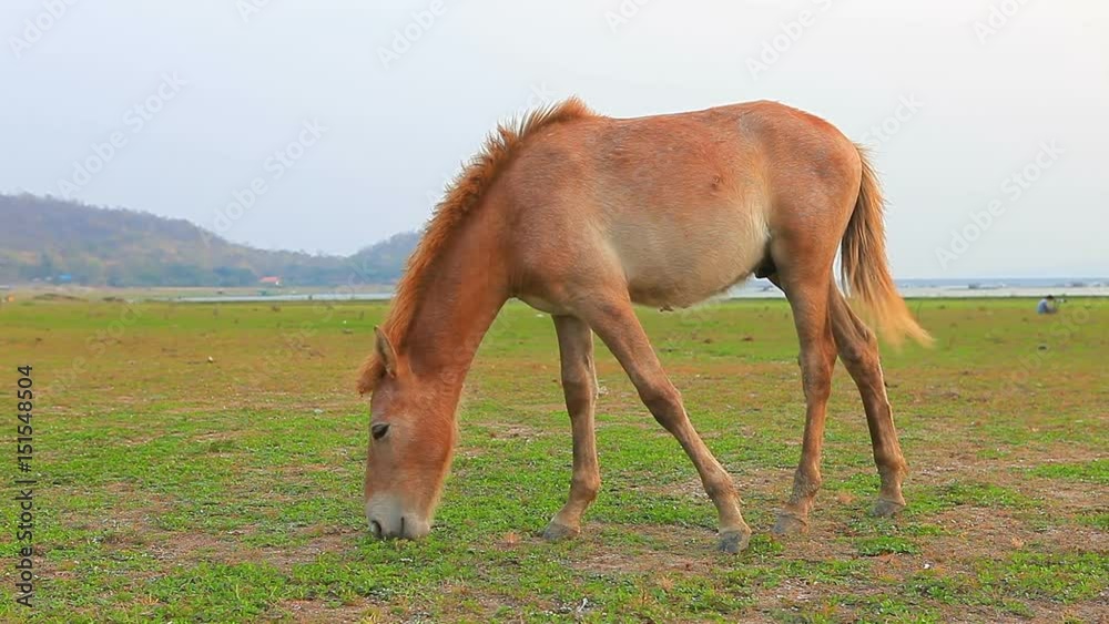 pony horse eating grass in rural farm pony horse eating grass in rural farm