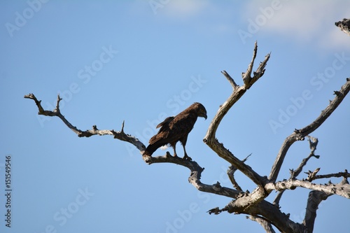 Kenia Safari
