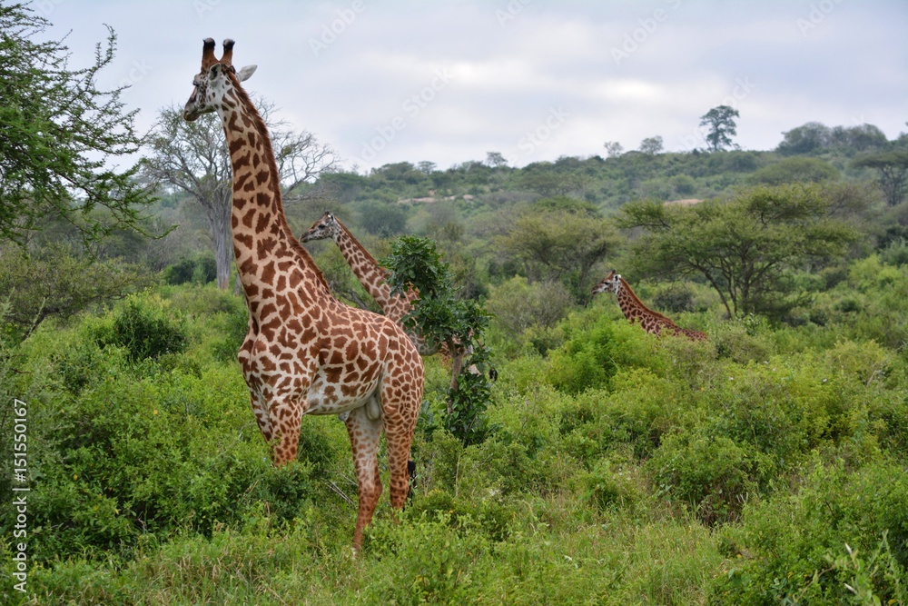 Fototapeta premium Kenia Safari