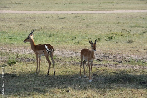 Kenia Safari