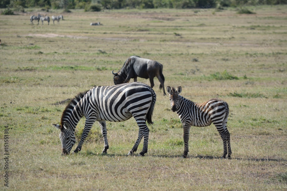 Kenia Safari