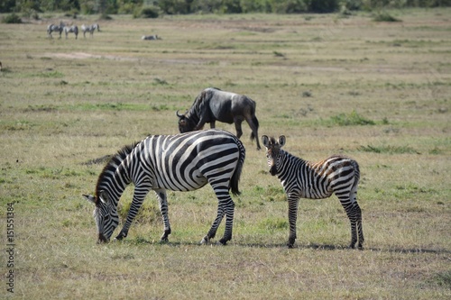 Kenia Safari