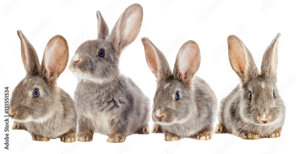 Fototapeta premium Funny rabbit watching