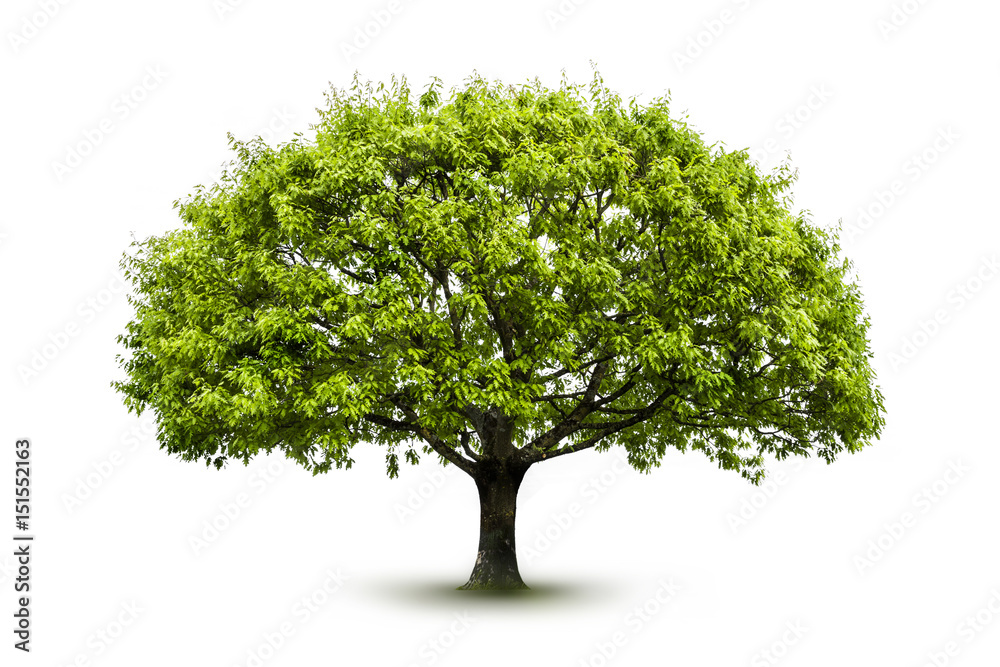 Obraz premium Baum