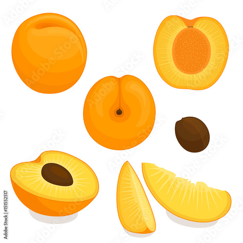 Vector apricot. Set of whole, sliced, half of apricots isolated on white background. Illustration.