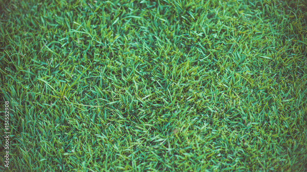 Lush Green Grass Lush Green Grass