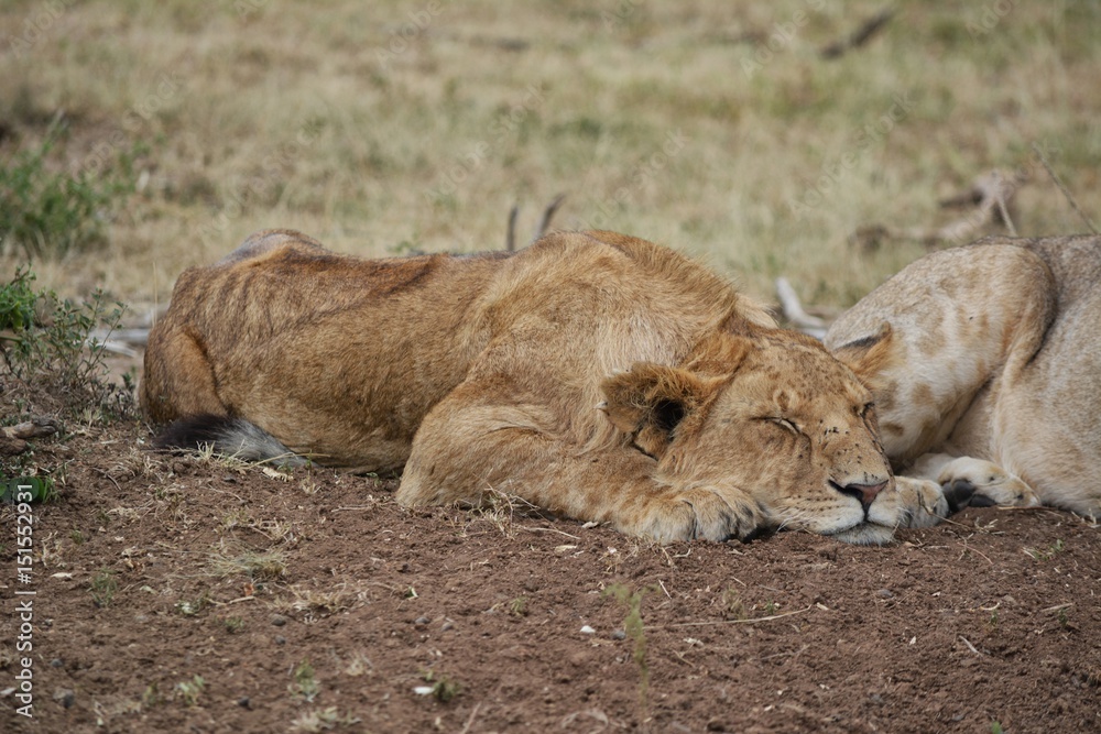 Naklejka premium Kenia Safari