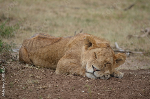 Kenia Safari