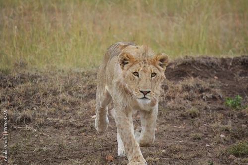 Kenia Safari
