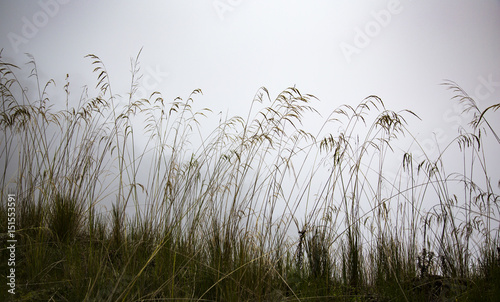 grass in a mist