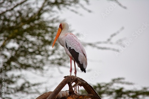 Kenia Safari