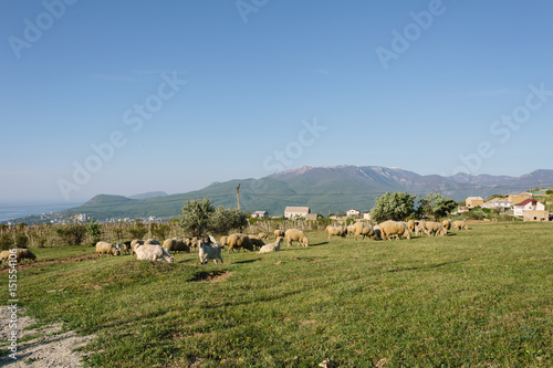Sheeps at Highland Pasture