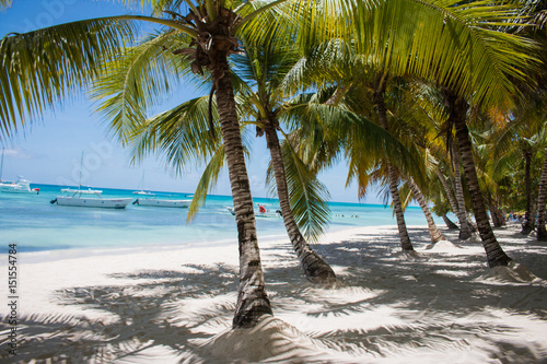 Palm Trees on Saona Island Dominican republic