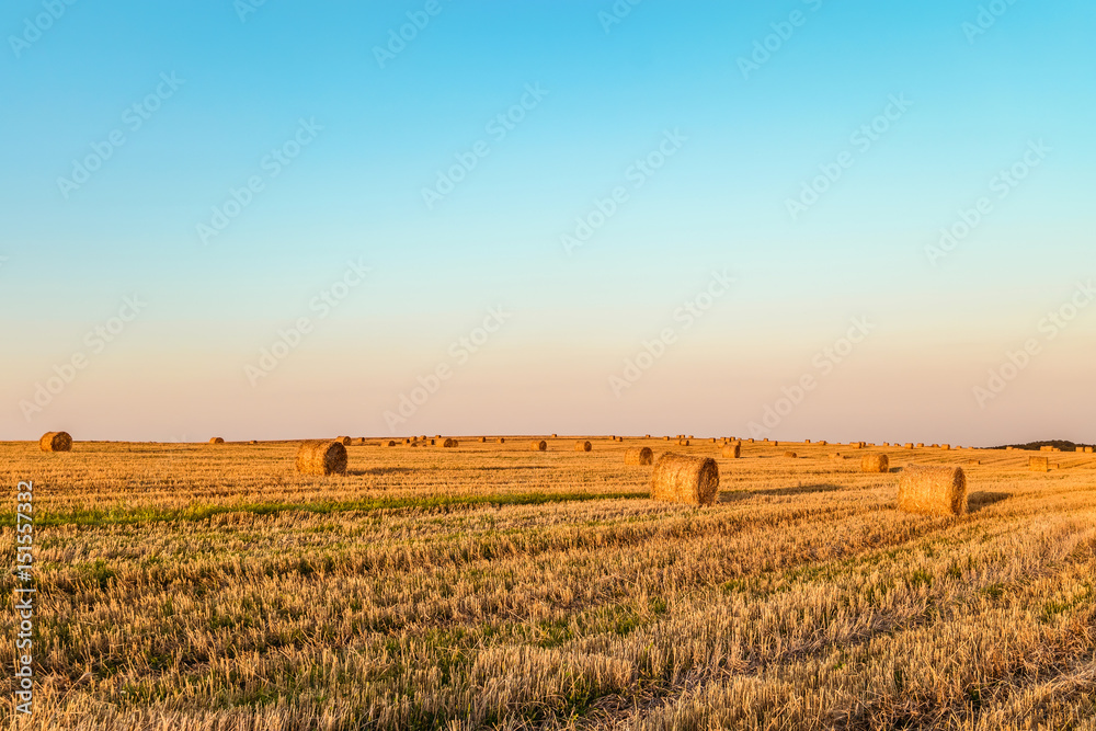 Evening summer field with more straw bales. Agricultural landscape with hay rolls.