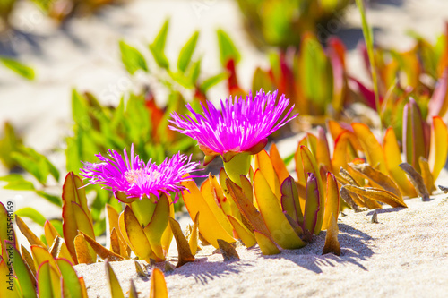 flora mediterranea photo