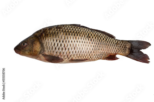 One whole unclear fish crucian carp isolated on white background. Fresh fish with scales. Life fish. Lame fish.