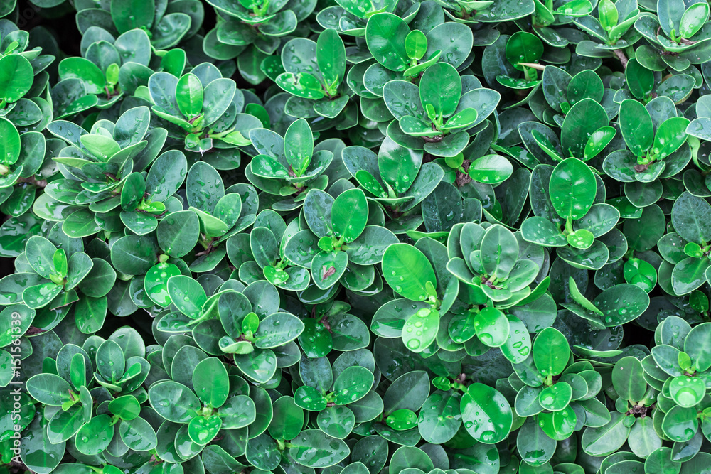 Green leafs is element to wrapping 3D object, Natural is many leafs wallpaper, freshness green texture for background. greenery tone colour on the year 2017 Green leafs is element to wrapping 3D object, Natural is many leafs wallpaper, freshness green texture for background. greenery tone colour on the year 2017