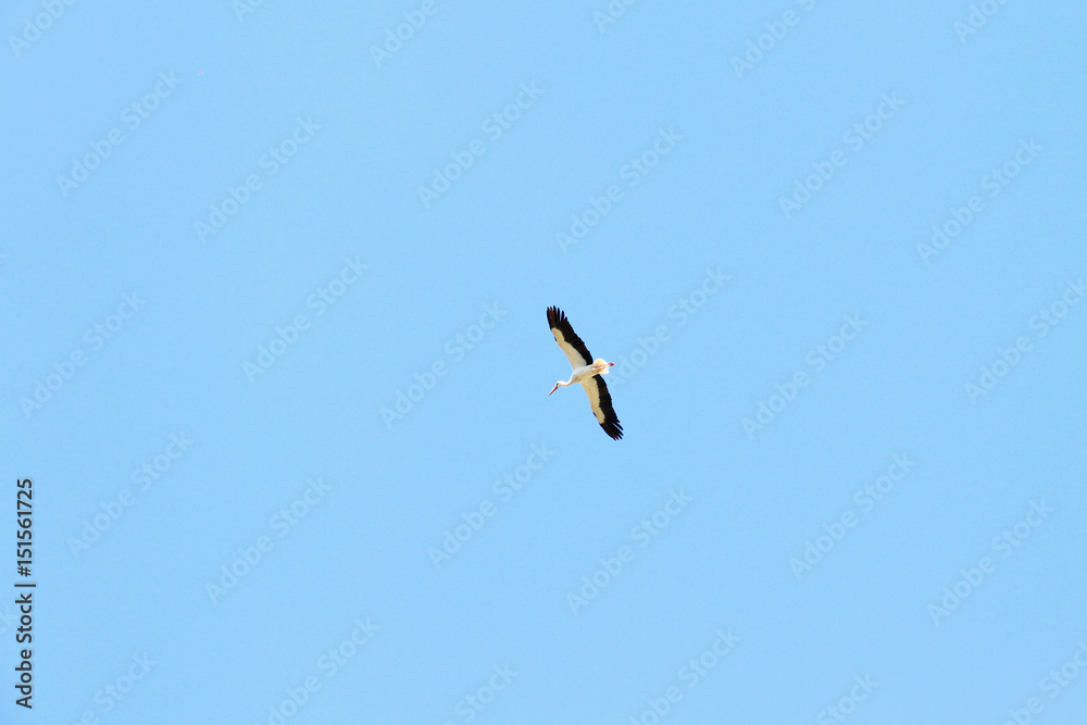 Fototapeta premium Beautiful stork in flight. Blue sky.