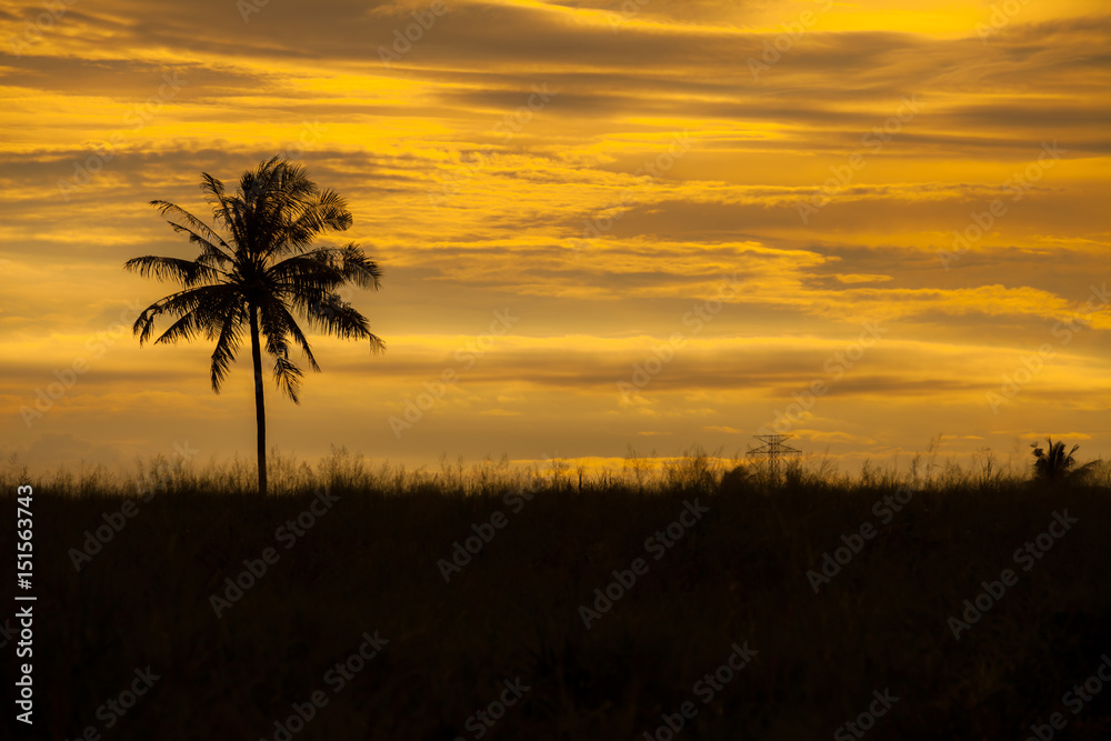 The silhouette of coconut tree which have a beautiful sky background.