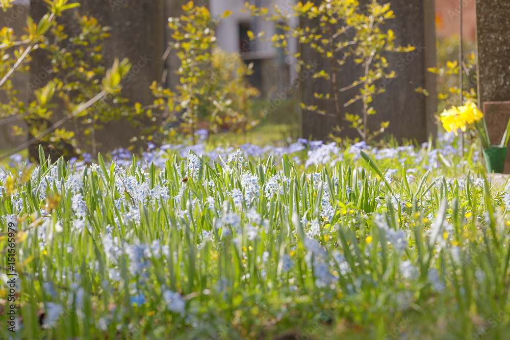 Fototapeta premium Blue flowers, green leafs and headstones in the background