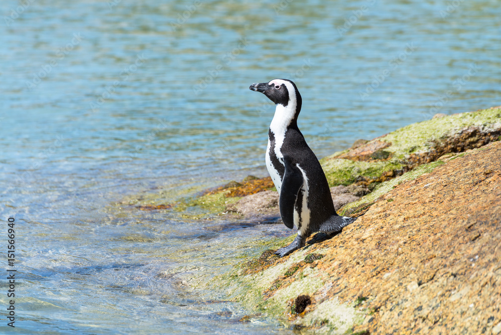 Obraz premium Pingouin du Cap (Boulders Beach, Simons town, Afrique du Sud)