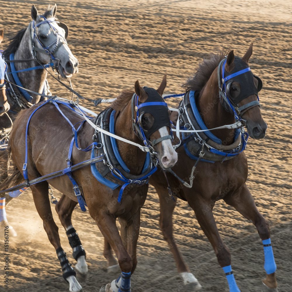 Naklejka premium Konie wyścigowe chuckwagon na corocznym Calgary Stampede, Calgary, Alberta, Kanada