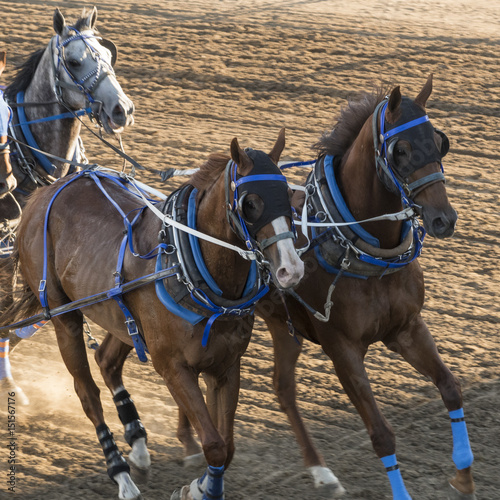 Fototapeta Naklejka Na Ścianę i Meble -  Horses chuckwagon racing at the annual Calgary Stampede, Calgary, Alberta, Canada